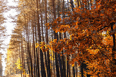 开云APP-日本羽毛球队绝地反击法国羽毛球队，陶菲克关键制胜